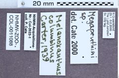 Etiketten zu Melanoxanthus columbinus (NHMW-ZOO-COL-0011088)